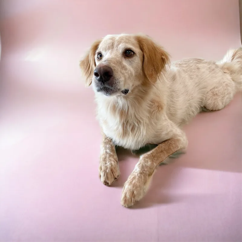 Shiner The Country Boy thumbnail 2