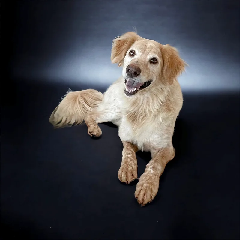 Shiner The Country Boy thumbnail 3