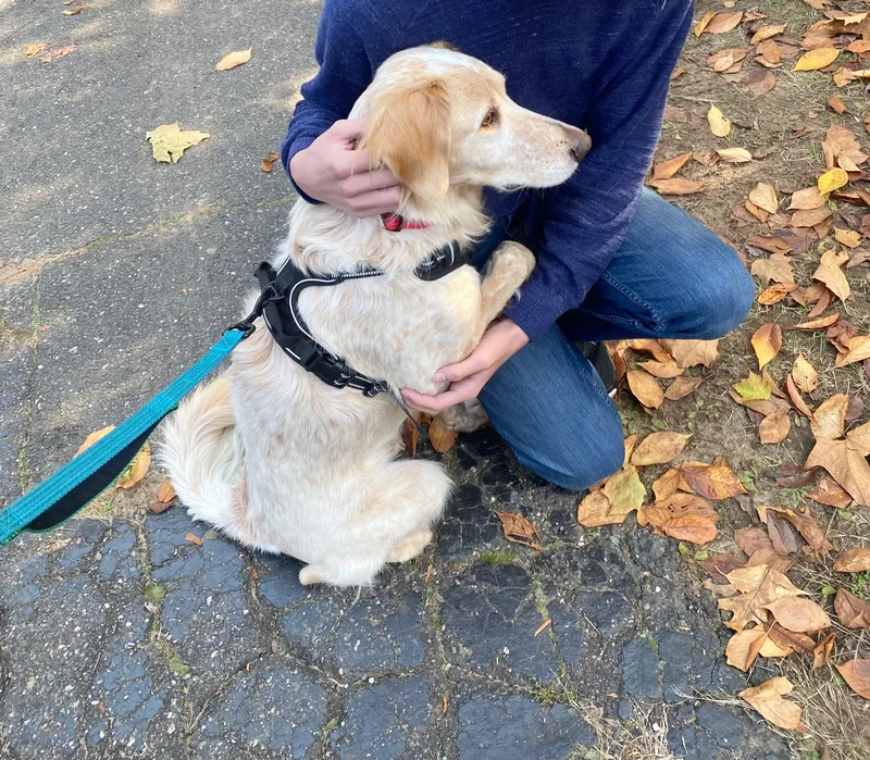 Shiner The Country Boy thumbnail 4