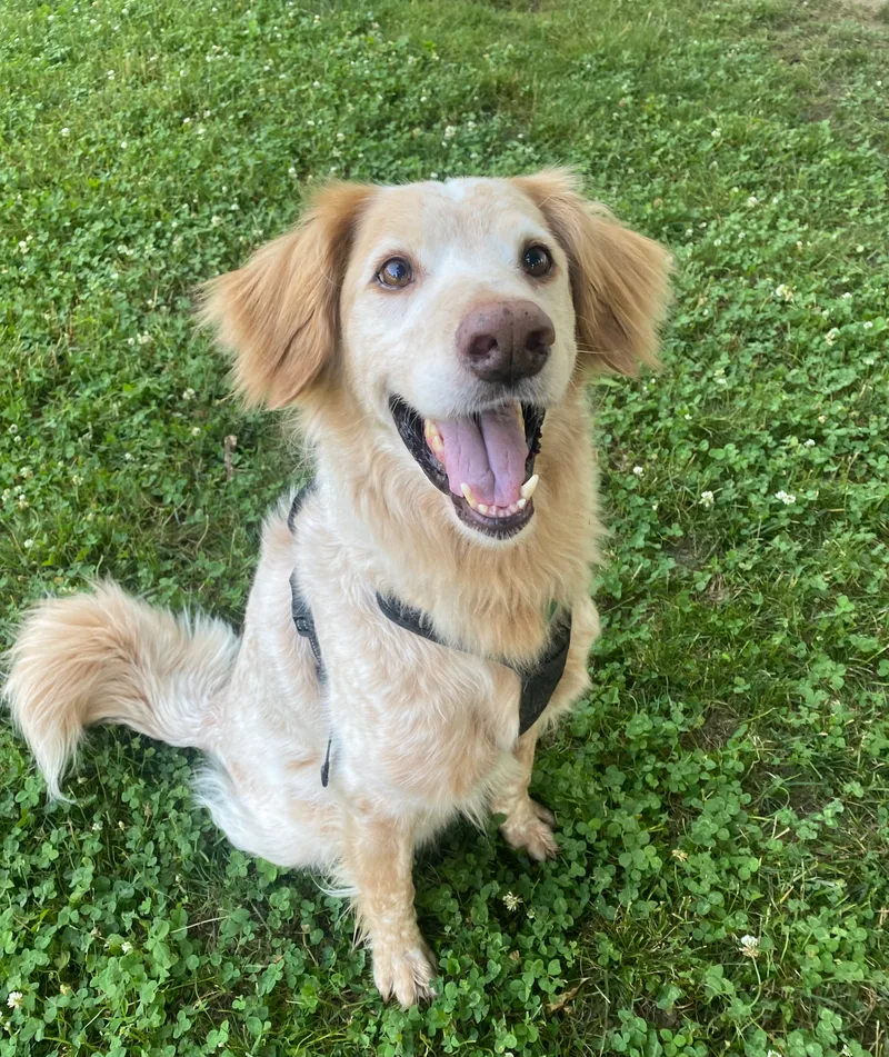 Shiner The Country Boy thumbnail 5