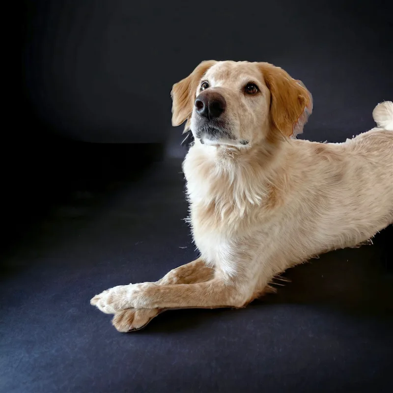 Shiner The Country Boy thumbnail 6