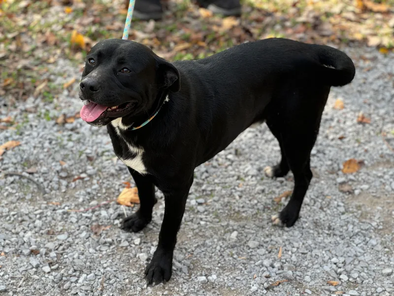 Faulkner thumbnail 2