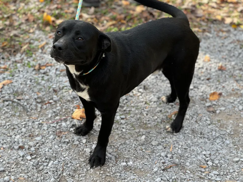 Faulkner thumbnail 4