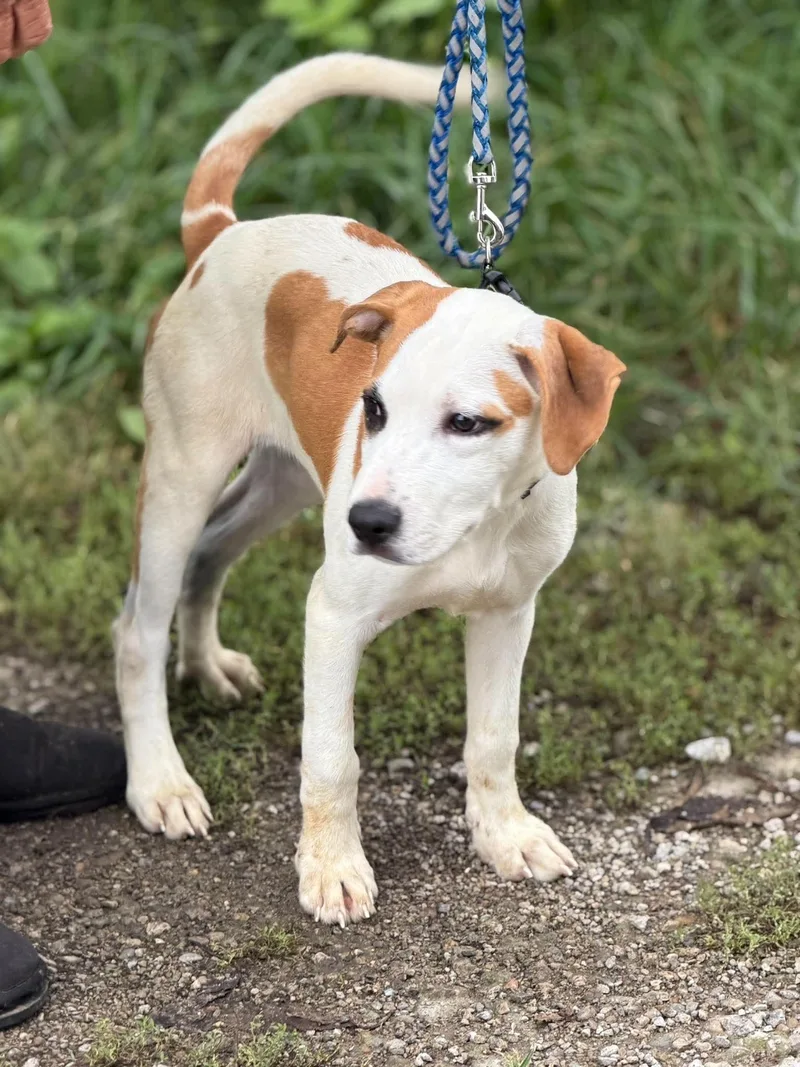 A baby medium-sized male Labrador Retriever dog named Benny for adoption in Ashville, OH
