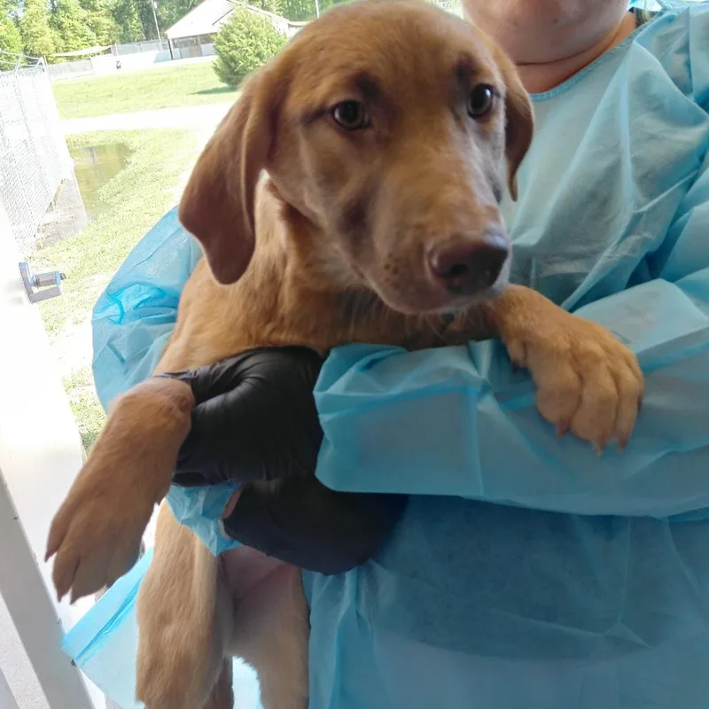 A young medium-sized female Yellow / Tan / Blond / Fawn Mixed Breed dog named Sandra for adoption in LOXAHATCHEE, FL