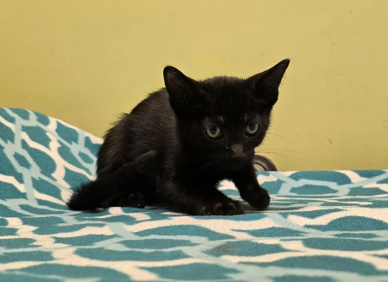 A baby small-sized male Black Domestic Short Hair cat named Newton for adoption in Dickson, TN