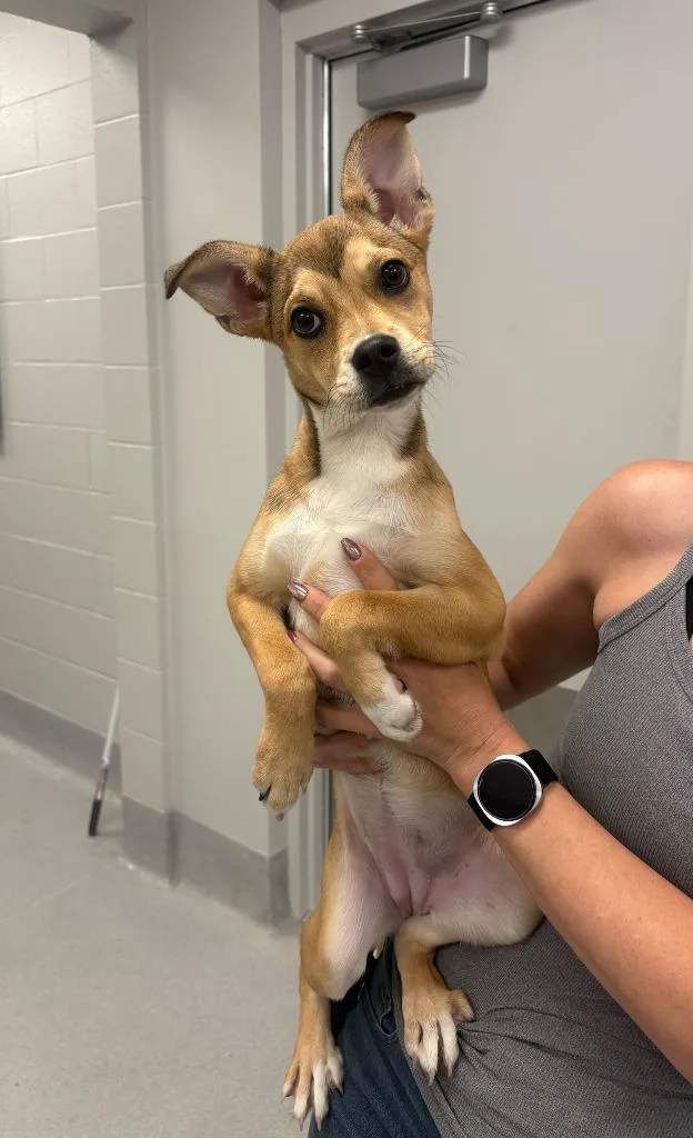 A baby large-sized female Pit Bull Terrier dog named Cheeseburger for adoption in Chillicothe, OH