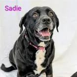 Sadie