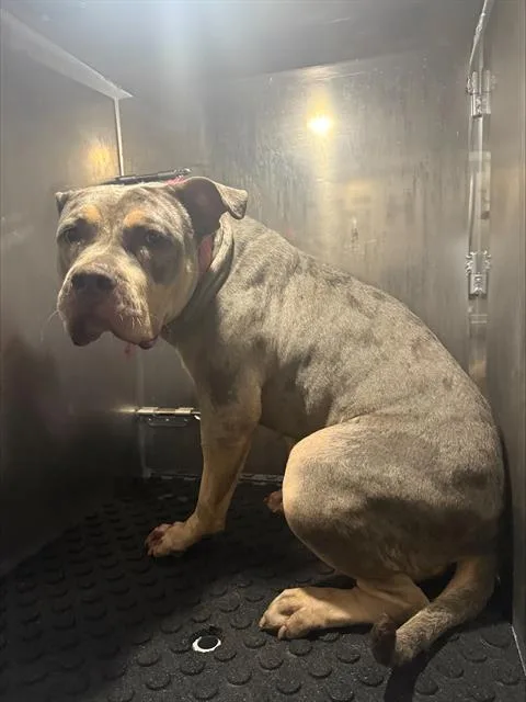 An adult medium-sized female American Bulldog dog named Rosie for adoption in San Antonio, TX