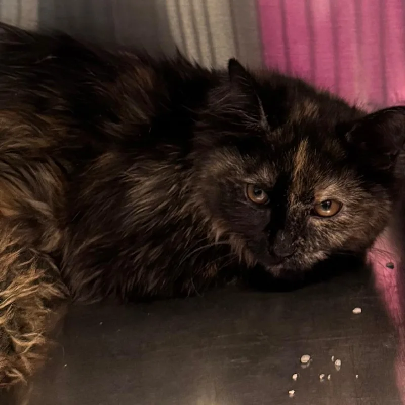 A baby medium-sized female Tortoiseshell Domestic Medium Hair cat named Smore for adoption in Lakewood, CO