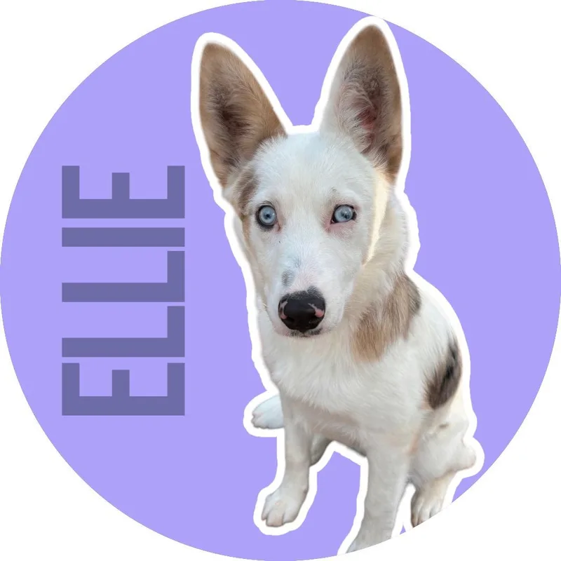A young small-sized female Merle (Blue) Australian Shepherd dog named Ellie for adoption in Athens, TX