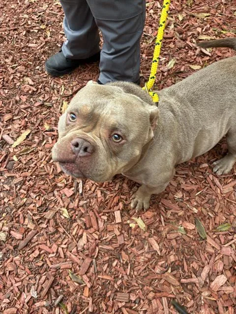 An adult medium-sized male American Bulldog dog named Kewpie for adoption in Santa Cruz, CA