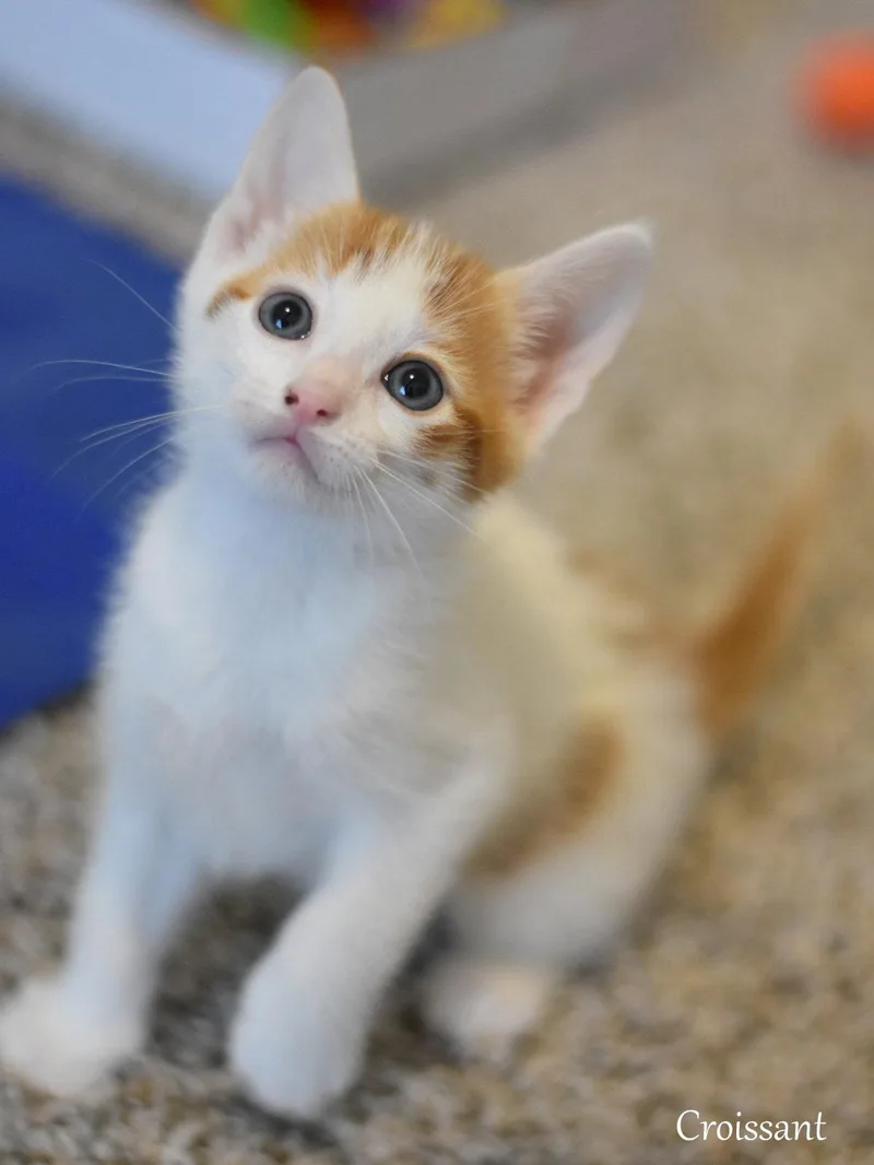 A baby medium-sized male Orange & White Domestic Medium Hair cat named Croissant for adoption in Montgomery, TX