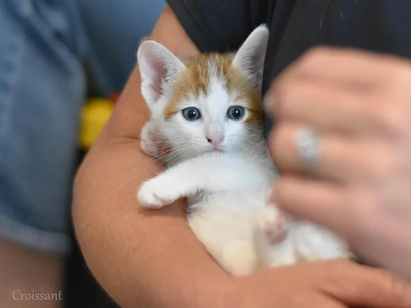 Croissant thumbnail 2