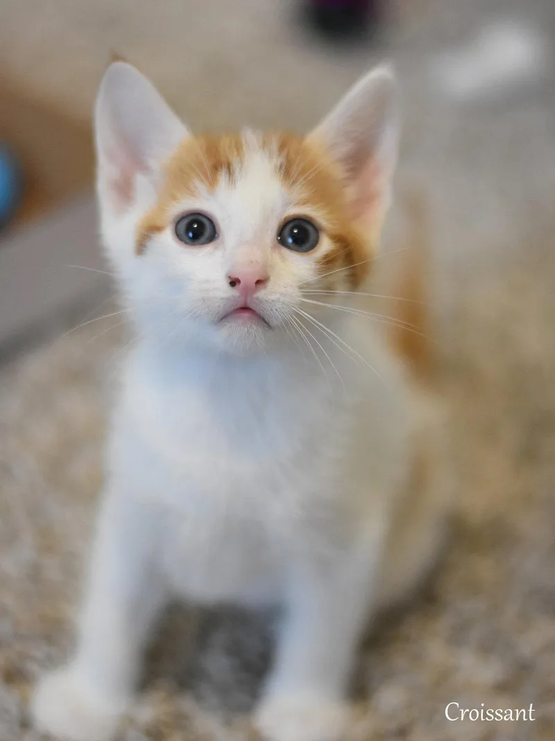 Croissant thumbnail 3