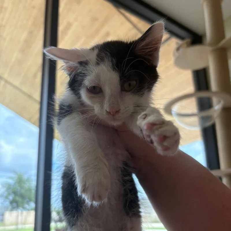 A baby small-sized male White Domestic Medium Hair cat named Voldemort for adoption in Leander, TX