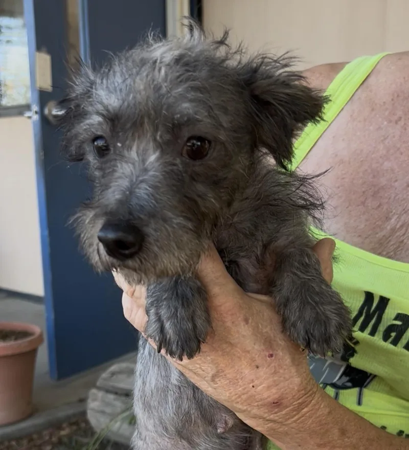 A young small-sized female Terrier dog named Stubby for adoption in Woodland, CA