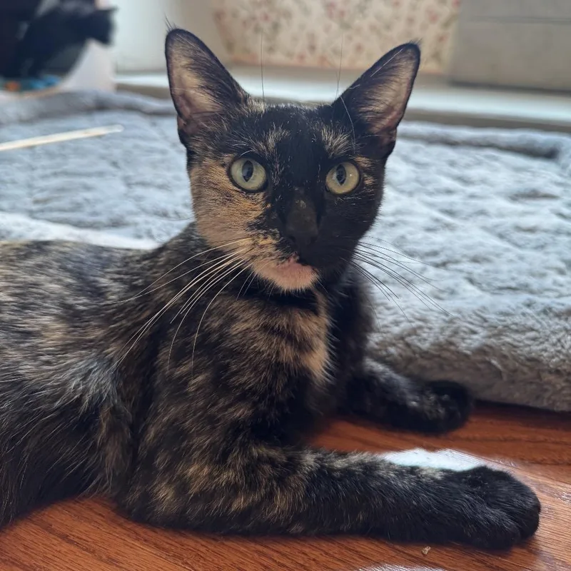 An adult medium-sized female Tortoiseshell Domestic Short Hair cat named Cleopatra for adoption in Los Angeles, CA