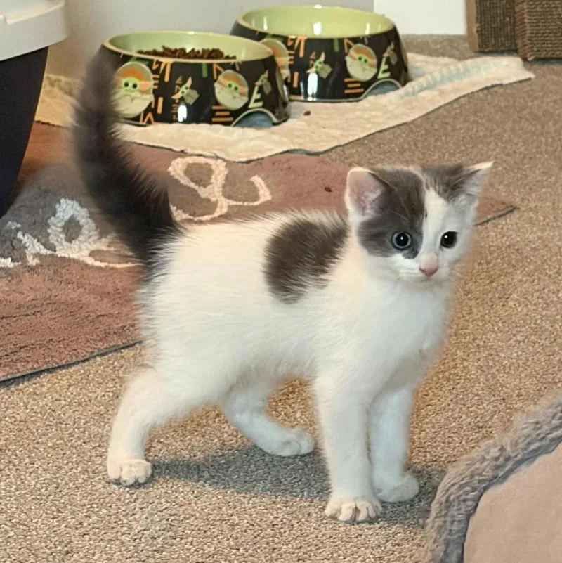 A baby small-sized male Gray & White Domestic Short Hair cat named Leo for adoption in Davison, MI