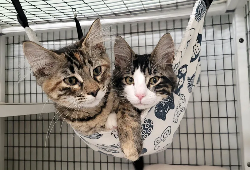 Fanny & Felix