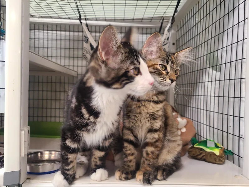 Fanny & Felix thumbnail 6