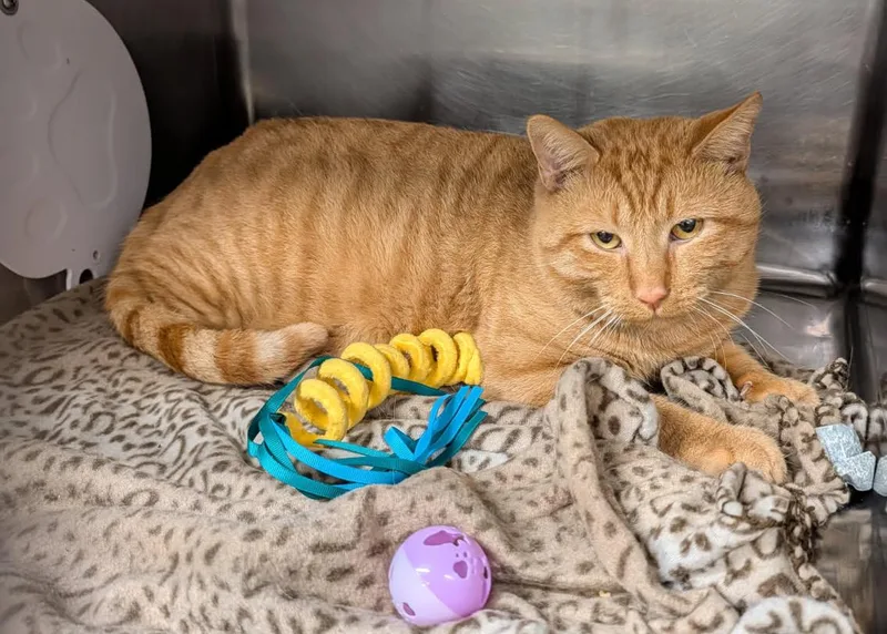 An adult medium-sized male Tabby (Orange / Red) Tabby cat named Cheddar Bob for adoption in Marietta, OH