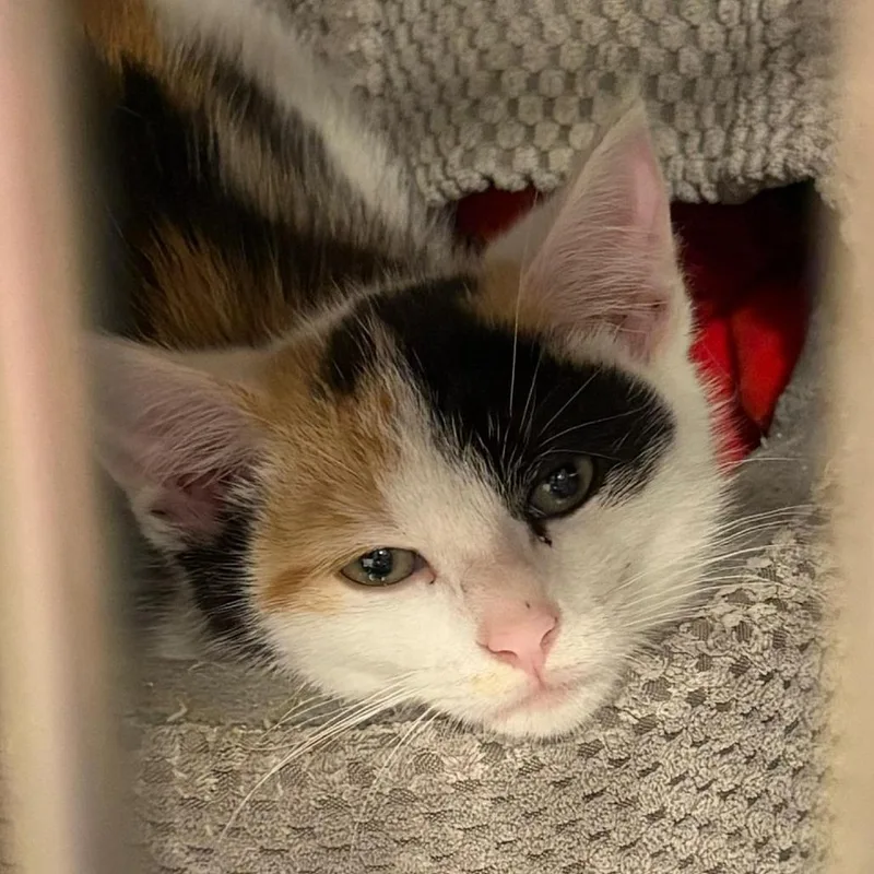 A baby small-sized female Calico Domestic Medium Hair cat named Katy Purry for adoption in Tipton, IN