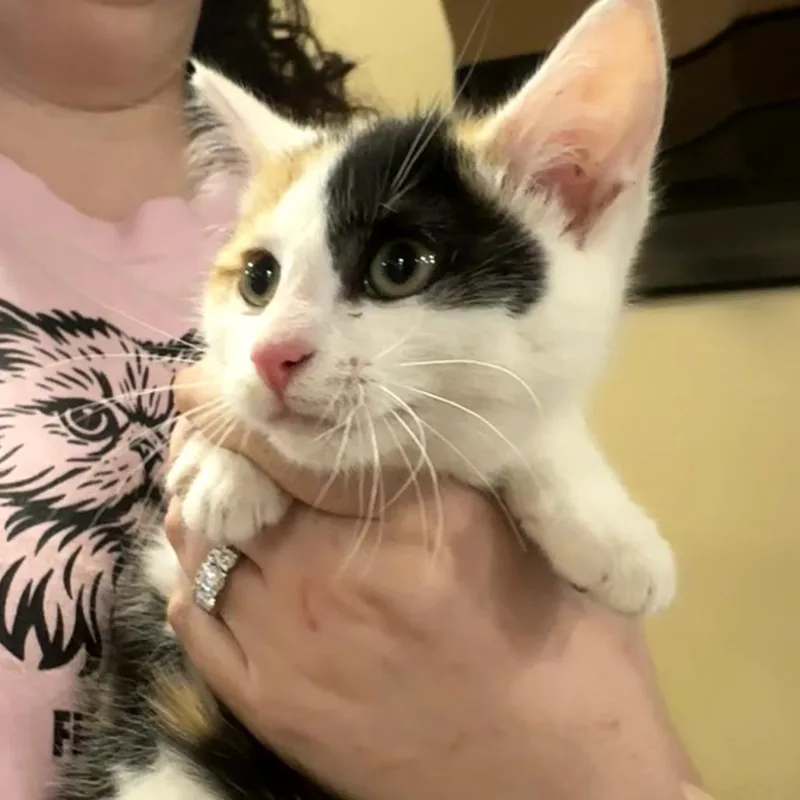 Katy Purry thumbnail 2