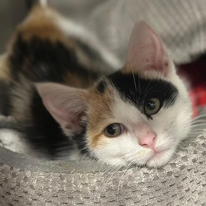 Katy Purry thumbnail 3