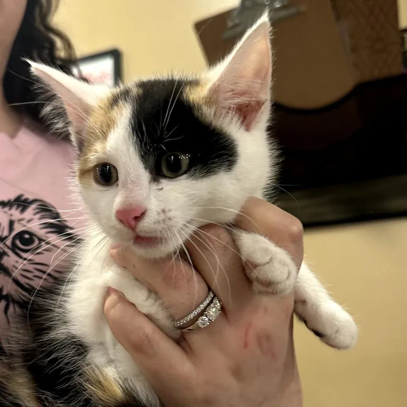 Katy Purry thumbnail 4