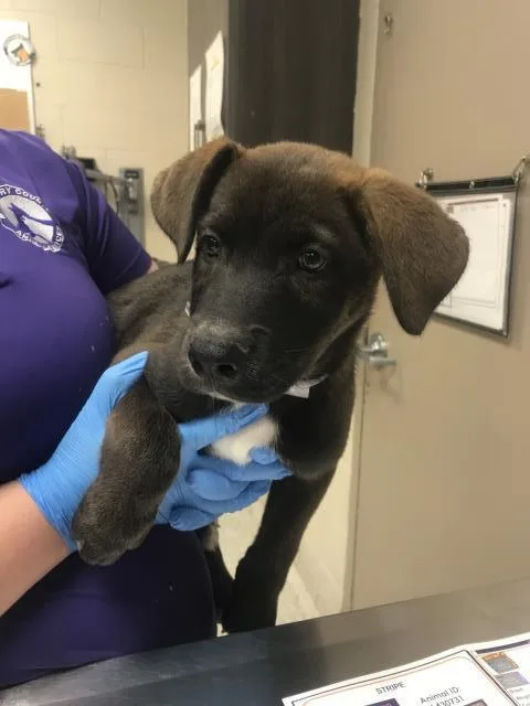 A baby small-sized male German Shepherd Dog dog named Grape for adoption in Conroe, TX