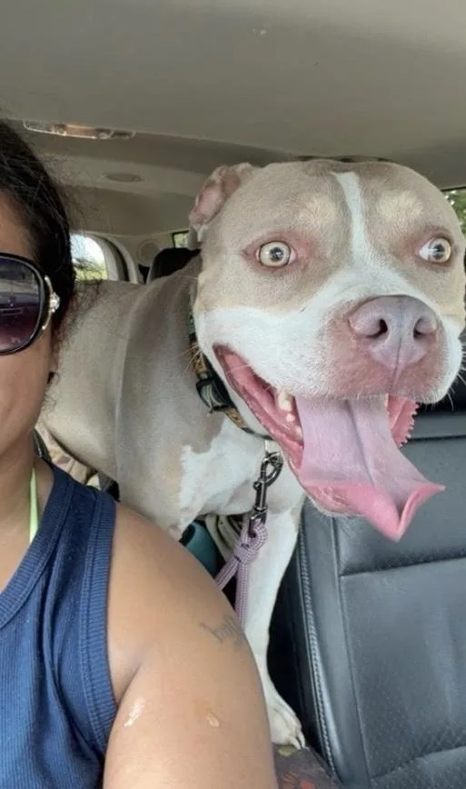 An adult medium-sized female Yellow / Tan / Blond / Fawn Pit Bull Terrier dog named Milkshake for adoption in Woodland Hills, CA