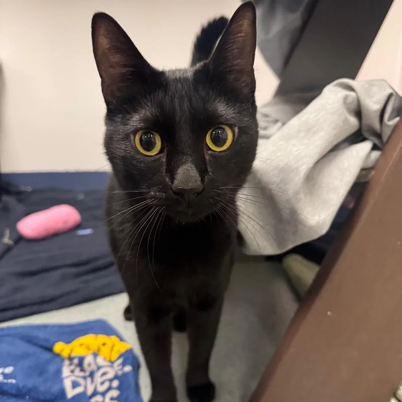 An adult medium-sized male Black Domestic Short Hair cat named Papas for adoption in West Palm Beach, FL