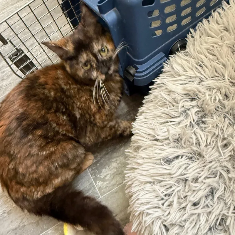 A young medium-sized female Black Domestic Short Hair cat named Effie Trinket for adoption in Ferndale, WA