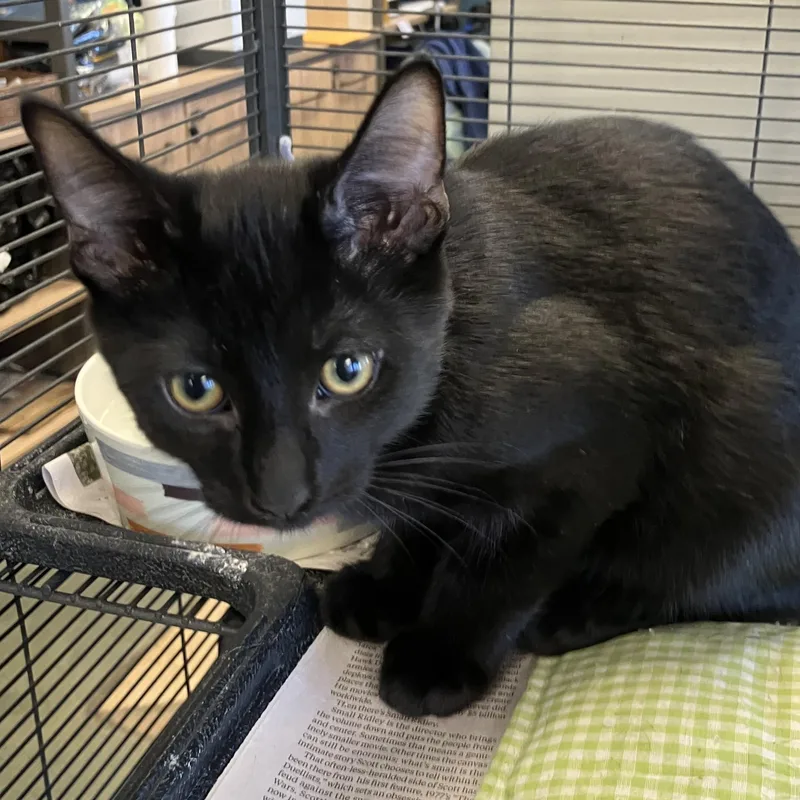 A baby medium-sized male Black Domestic Short Hair cat named Amos for adoption in Parma, OH