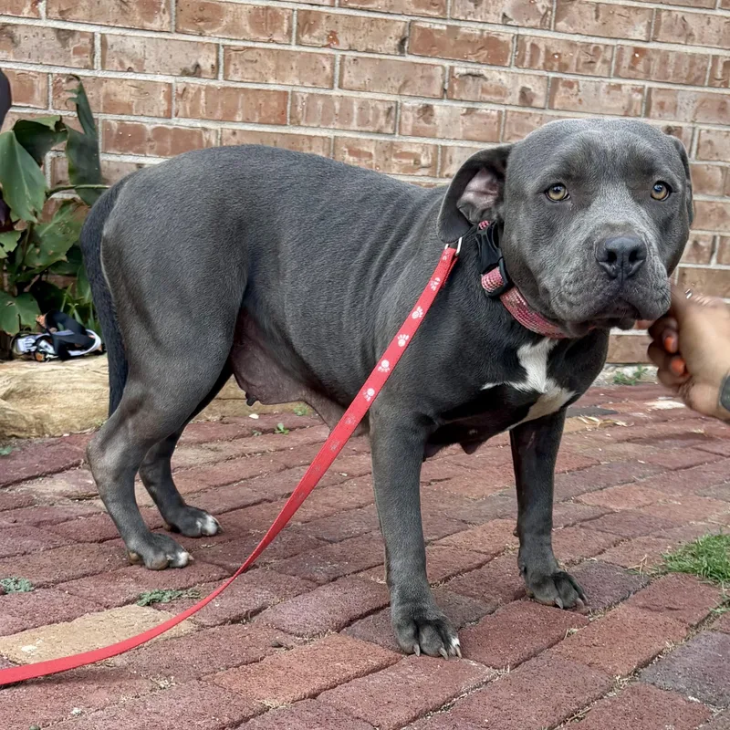 An adult medium-sized female Gray / Blue / Silver American Staffordshire Terrier dog named Penny Lane for adoption in Chatham, NJ