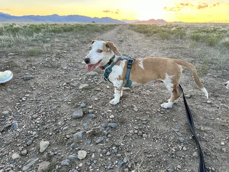 A baby small-sized male Dachshund dog named Pilot for adoption in Lafayette, CO