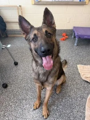 A young large-sized male Belgian Shepherd / Malinois dog named Riot for adoption in Westland, MI
