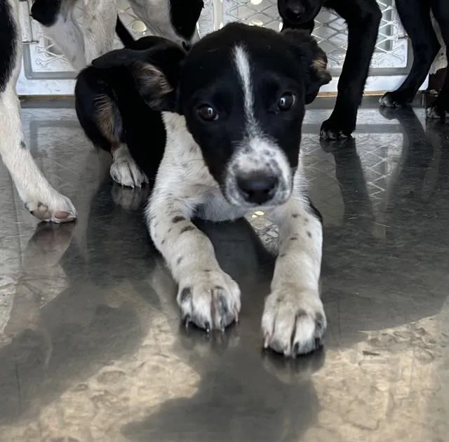 A baby small-sized female Border Collie dog named Isabella for adoption in Stockton, CA