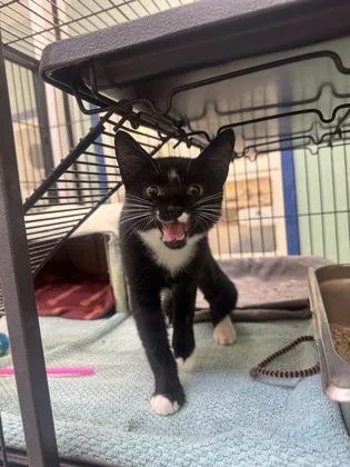 A young small-sized female Domestic Short Hair cat named Baloo for adoption in Vero Beach, FL