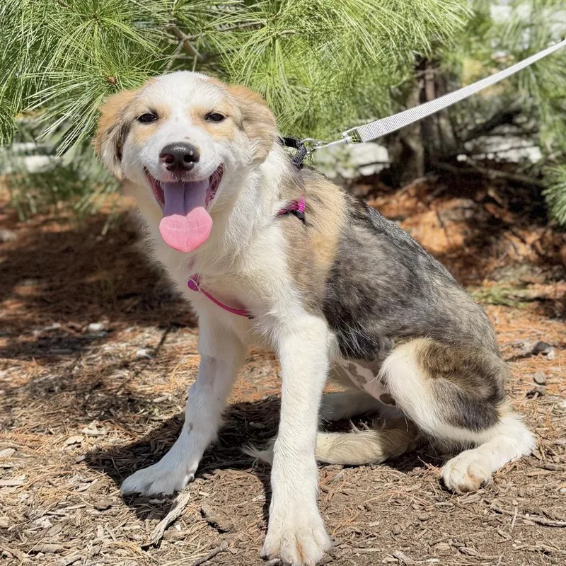 A baby small-sized female Black Shepherd dog named Kahlua for adoption in East Hampton, NY