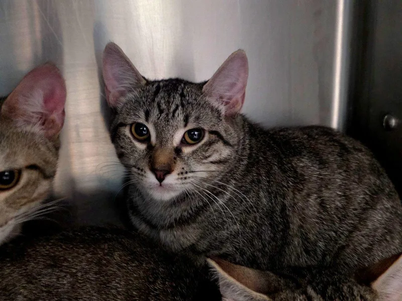 A baby small-sized female Tabby (Brown / Chocolate) Domestic Short Hair cat named Bobbi for adoption in Raleigh, NC