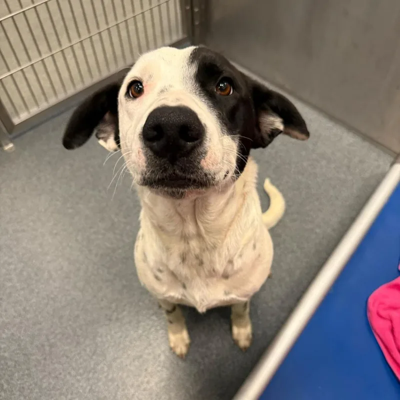 An adult medium-sized female White / Cream Retriever dog named Rally for adoption in Brooklyn, NY