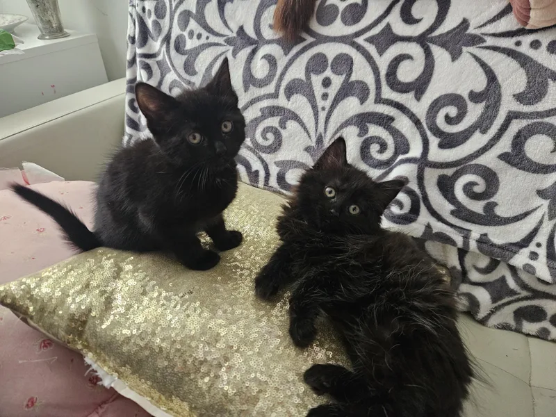 A baby medium-sized female Black Maine Coon cat named Poppy & Posey for adoption in Churchville, PA