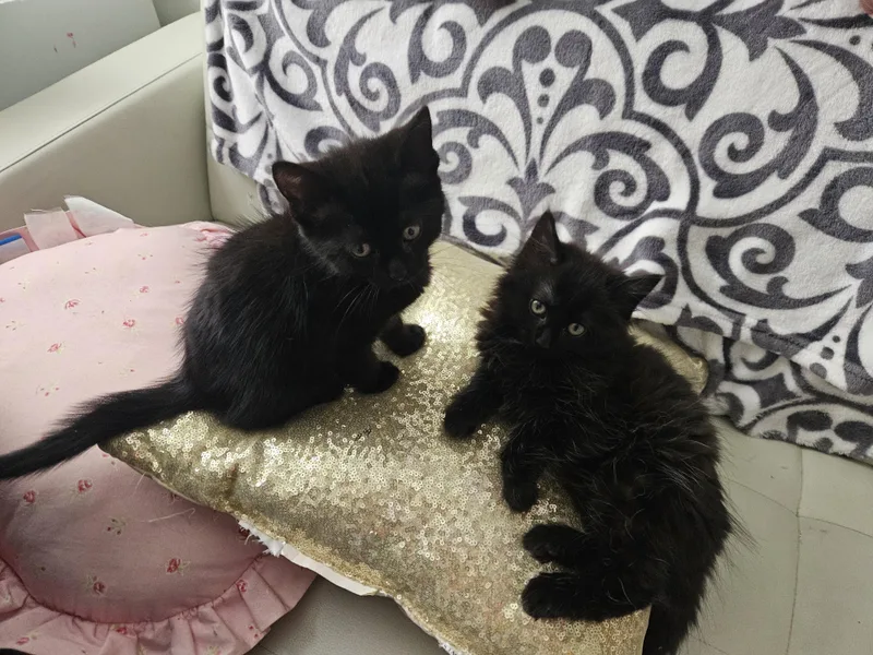 Poppy & Posey thumbnail 5