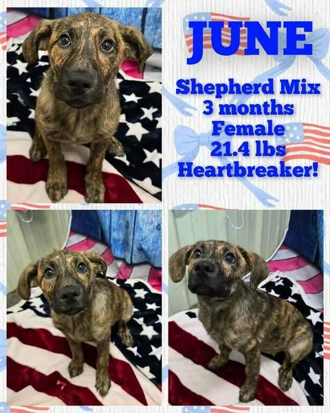A baby large-sized female Shepherd dog named June for adoption in Newport, KY