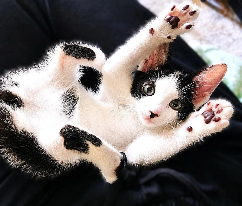 A baby medium-sized male Black & White / Tuxedo Domestic Short Hair cat named Benz for adoption in Fort Myers, FL