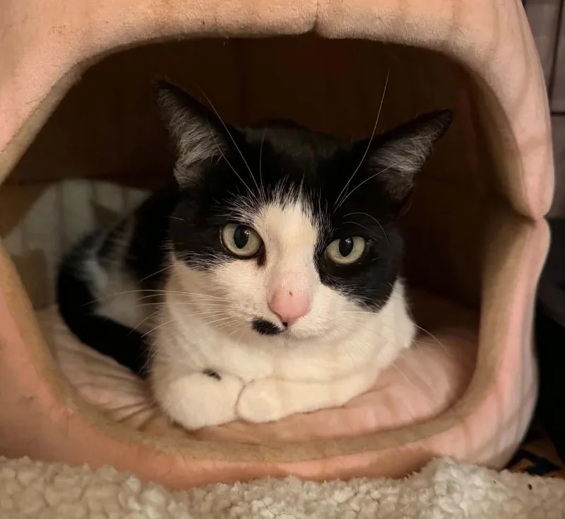 An adult medium-sized female Domestic Short Hair cat named Sashani for adoption in Shell Lake, WI