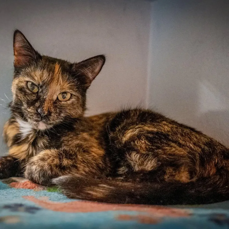 A young large-sized female Tortoiseshell cat named Sara for adoption in HANSON, MA
