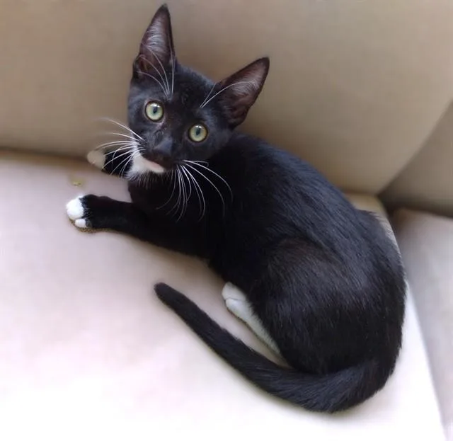A baby small-sized male Domestic Short Hair cat named Dapper Dan for adoption in Sacramento, CA
